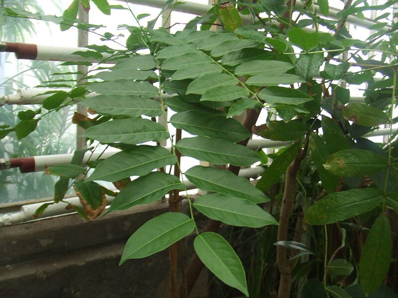 File:1024px-Phyllanthus acidus.jpg
