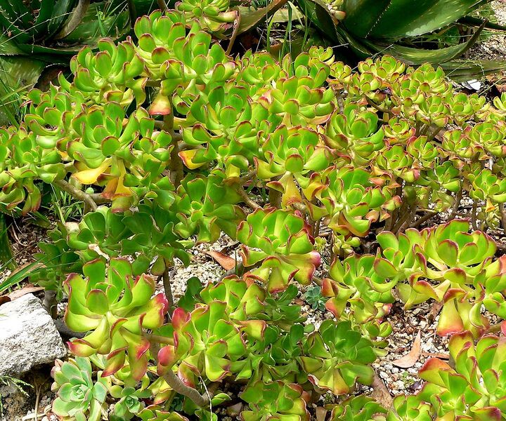 File:1229px-Sedum dendroideum 1.jpg