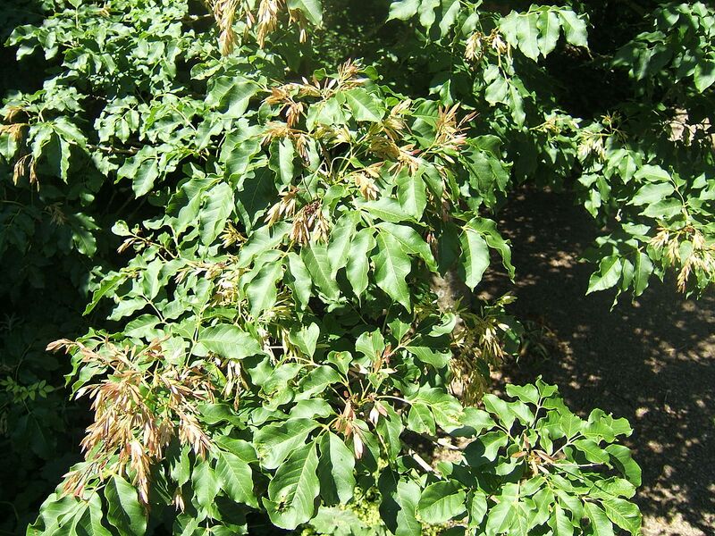 File:1280px-Fraxinus ornus1.jpg