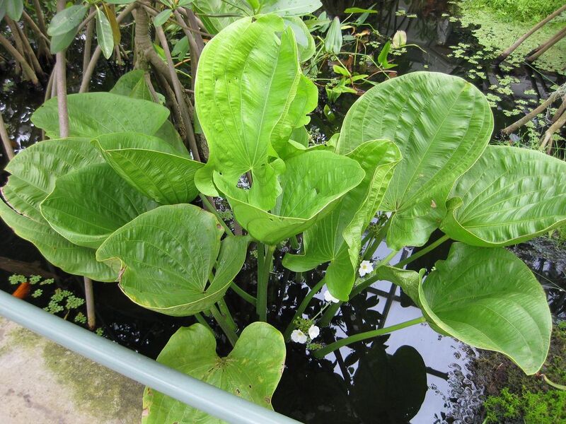 File:1280px-IMG 1012 bbg09.jpg