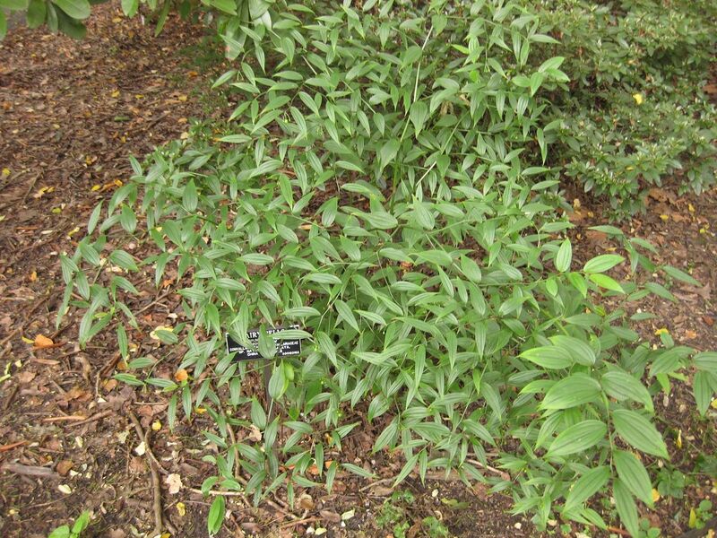 File:1280px-IMG 1452 bbg09.jpg