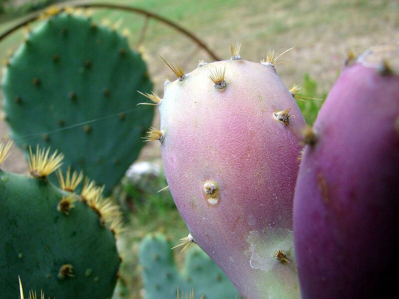 File:1280px-PricklyPearClose.jpg