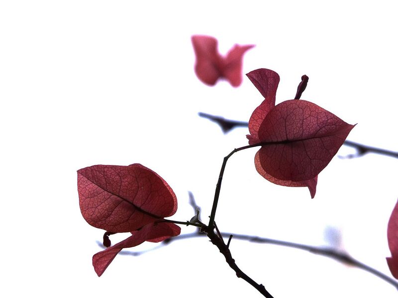 File:1280px-Red Bougainvillea in Malaysia.jpg