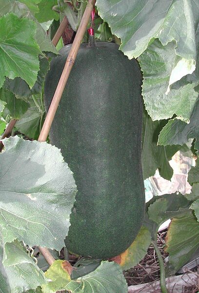 File:522px-Winter melon.jpg