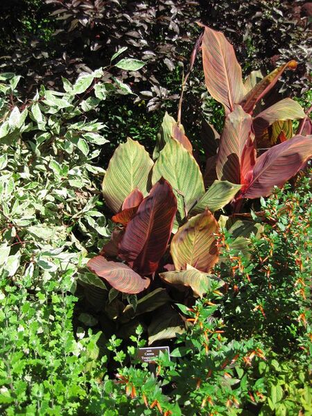 File:576px-IMG 0155 nybg09.jpg