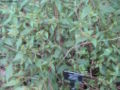 Ageratina riparia