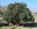 Thumbnail for version as of 15:20, 23 October 2007