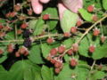 Blackberry - the underside of the leaf is green