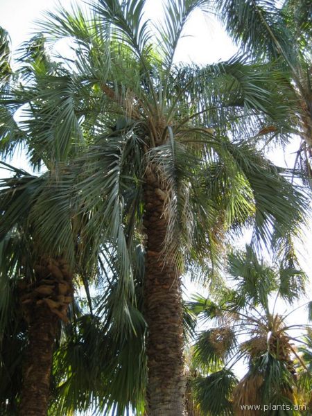File:Butia capitata-jelly palm-IMG 0254 hunt07.jpg