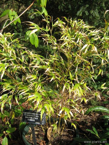 File:Chimonobambusa tumidissinoda-walking stick bamboo-IMG 7194 sfbg0308.jpg