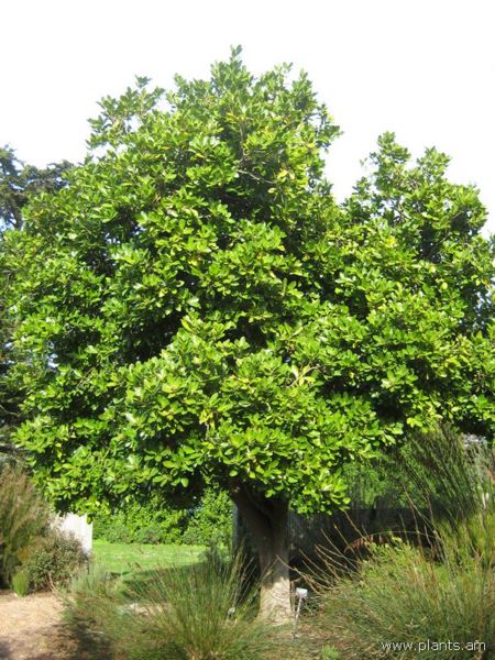 File:Corynocarpus laevigata-karaka-IMG 7536 sfbg0308.jpg
