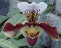 An orchid of the genus Paphiopedilum