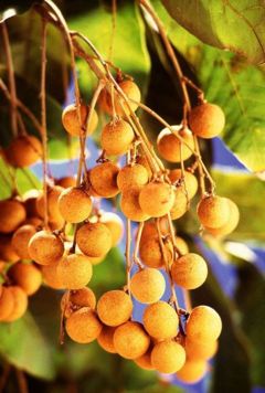 Longan fruit
