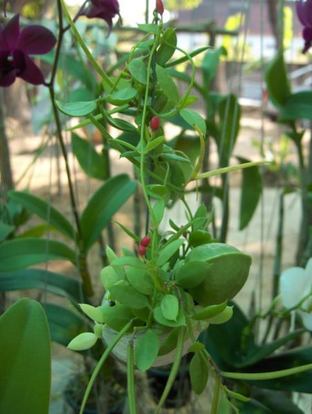 File:Dischidia pectinoides-KayEss-1.jpeg