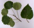 P. tremula (Eurasian Aspen) leaves; adult leaves and shoot left, juvenile leaf right