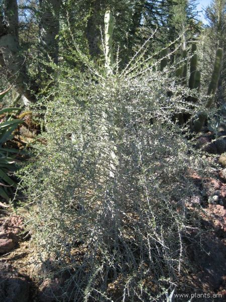 File:Fouquieria columnaris-IMG 0461 hunt07.jpg