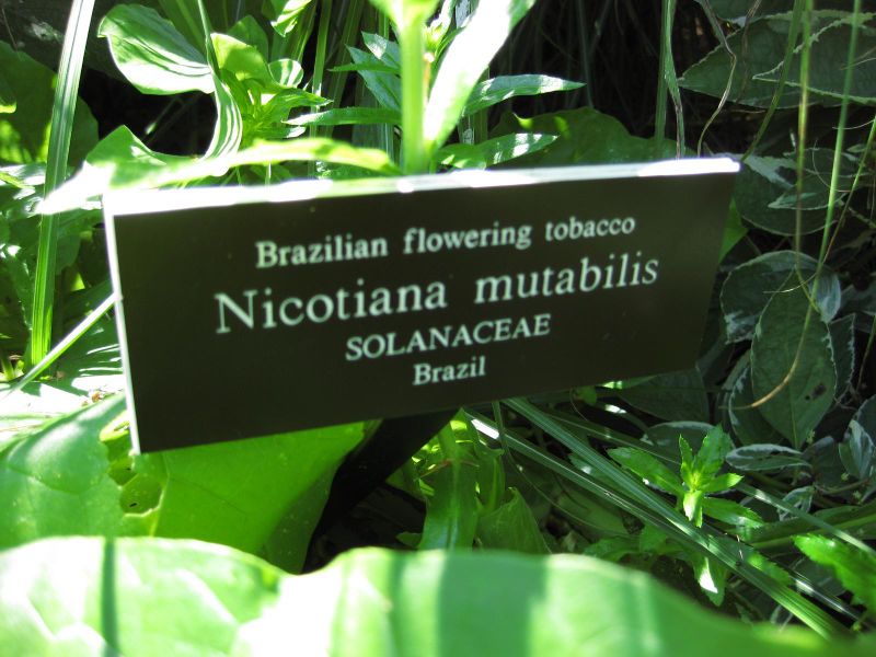 File:IMG 0226 nybg09.jpg