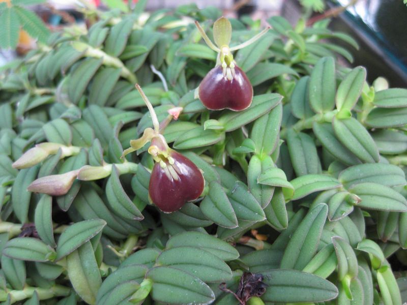 File:IMG 1823 hunt09oct.jpg