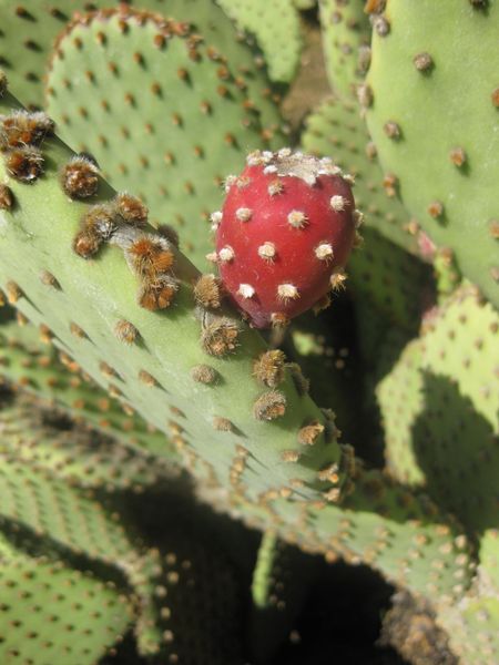 File:IMG 2282 hunt0903.jpg