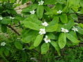 Thumbnail for version as of 11:37, 12 September 2007