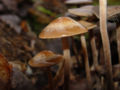 Panaeolus subbalteatus