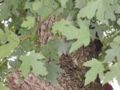 leaves