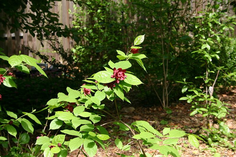 File:1024px-X Sinocalycanthus raulstonii 'Hartlage Wine' .JPG