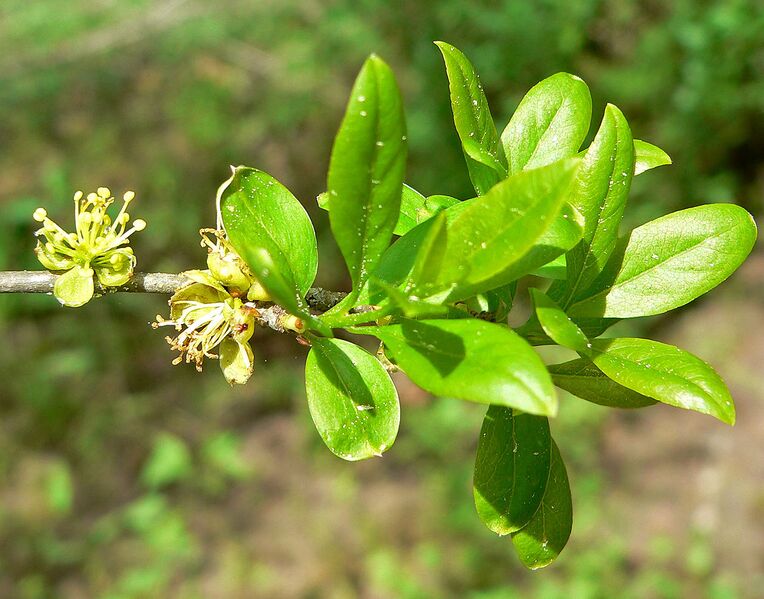File:1280px-Forestiera pubescens 2.jpg
