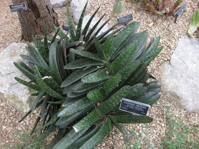 File:1280px-IMG 1286 bbg09.jpg