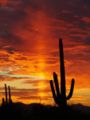 Sunset in Saguaro National Park