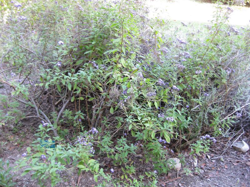 File:IMG 2417 ucla09.jpg