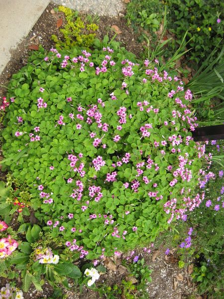 File:IMG 5197 hunt0904.jpg