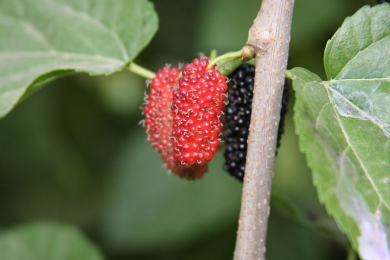 File:Mulberry in Libya.jpg