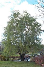 Chinese Willow (cv. 'Tortuosa')