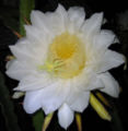 Pitaya flower blooming