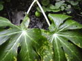 Thumbnail for version as of 16:27, 22 October 2007