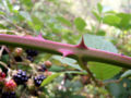 Prickles