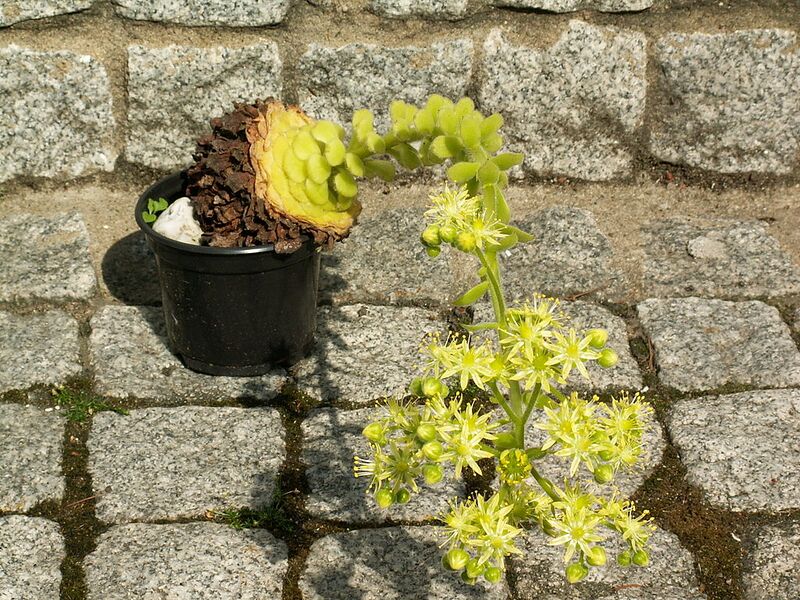 File:1024px-Aeonium tabuliforme PICT2279.jpg