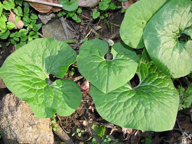 File:1024px-Asarum canadense.jpg