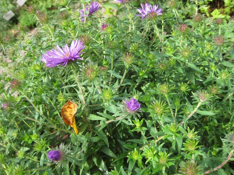 File:1024px-IMG 0668 bbg09.jpg