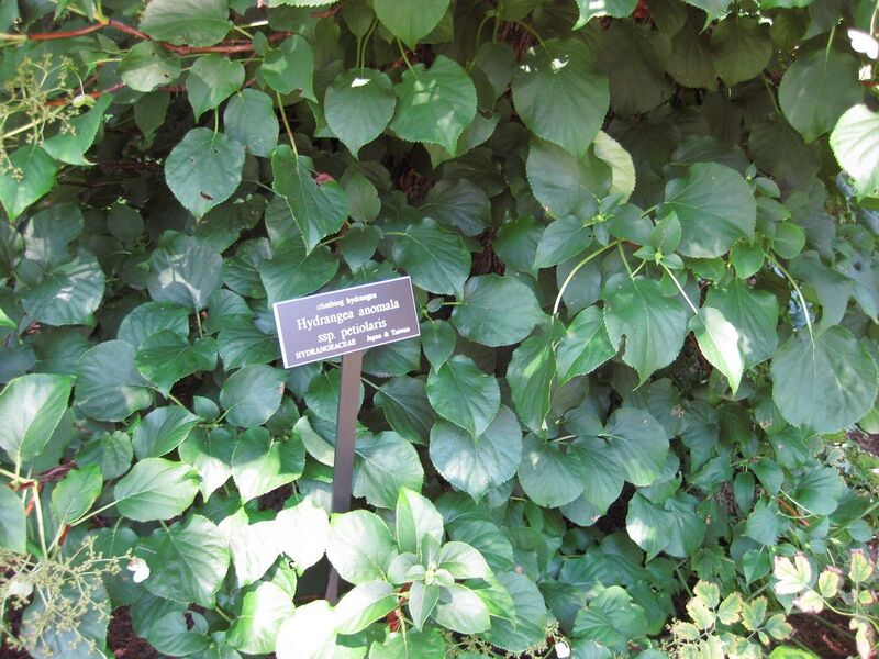 File:1280px-IMG 0135 nybg09.jpg