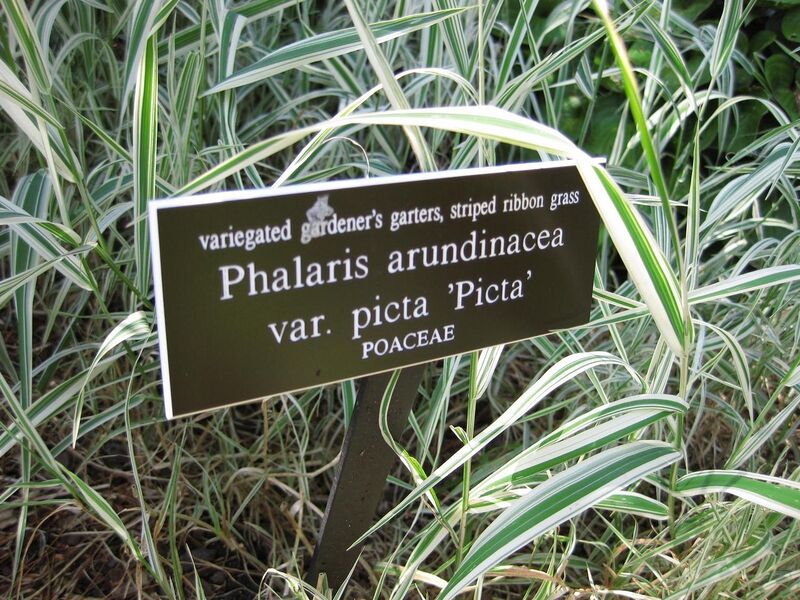 File:1280px-IMG 0247 nybg09.jpg