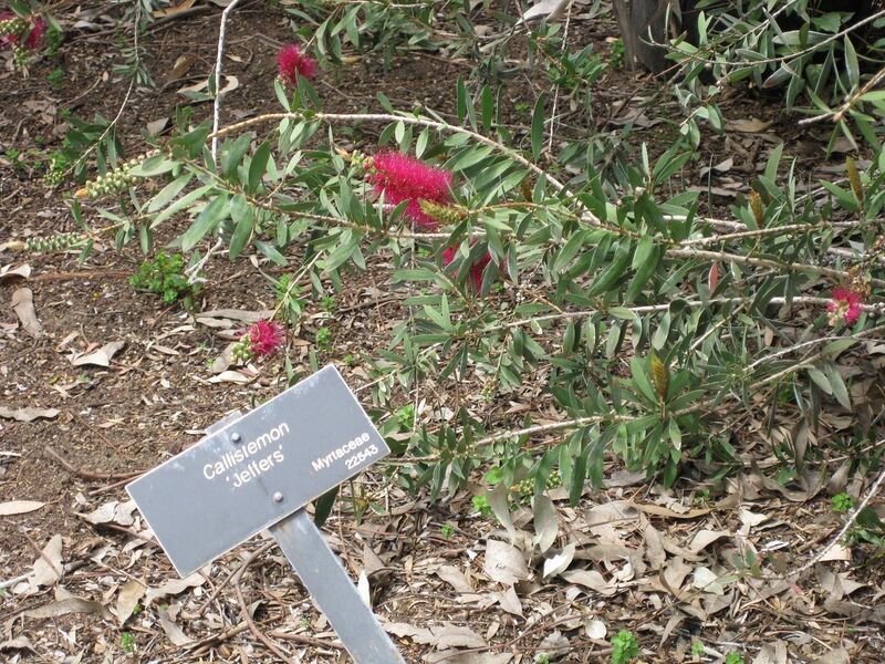 File:1280px-IMG 4511 hunt0904.jpg