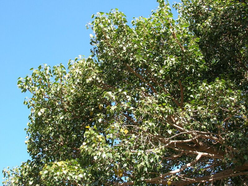 File:1280px-Starr 050516-1220 Ficus religiosa.jpg