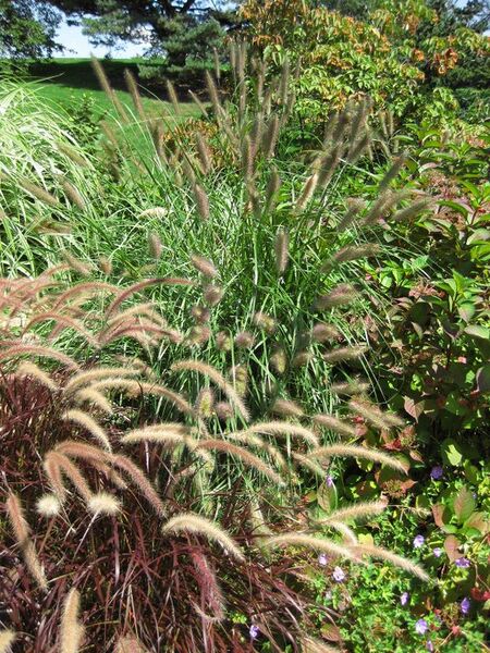 File:576px-IMG 0037 nybg09.jpg