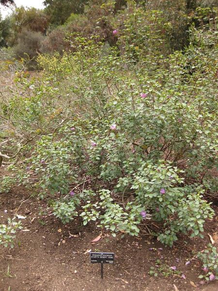 File:576px-IMG 7165 hunt09jun.jpg