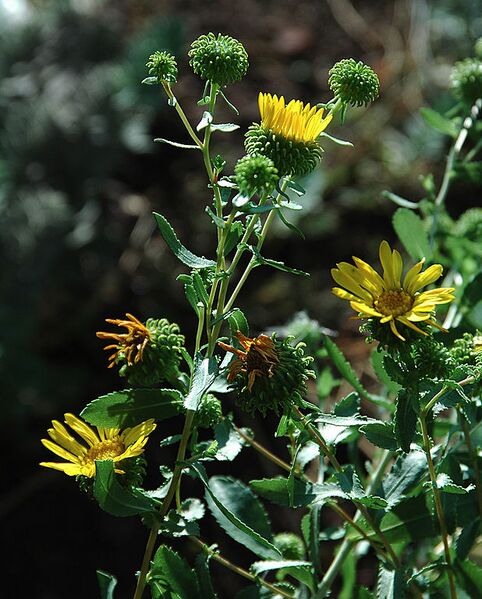 File:618px-Curlycup Gumweed.jpg