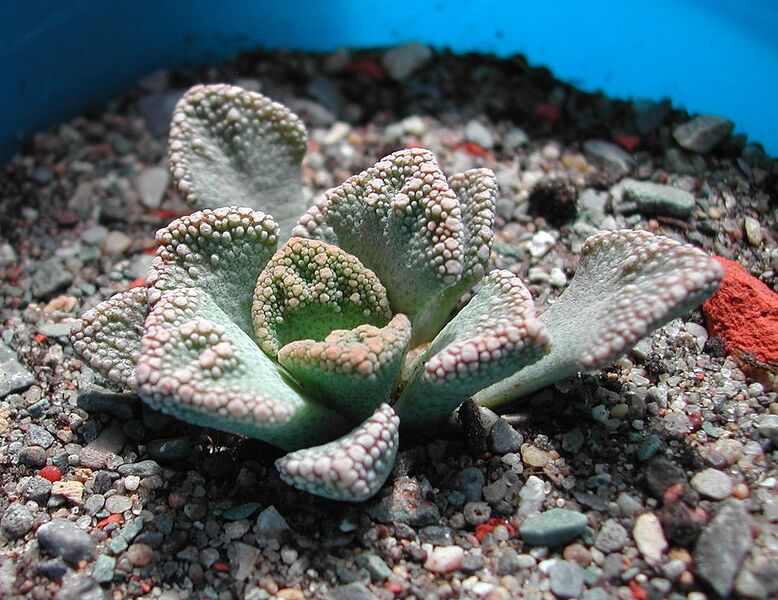 File:996px-Titanopsis calcarea 1 IB.jpg