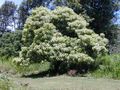 Candlenut (Aleurites moluccana)