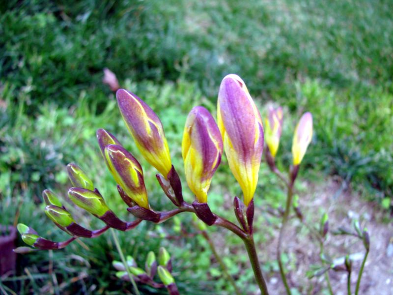 File:Freesia buds-3304.jpg